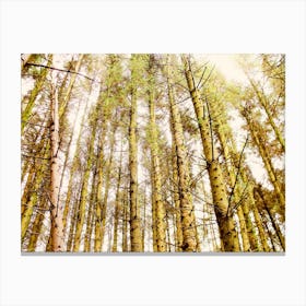 Shaugh Prior woodland Canvas Print