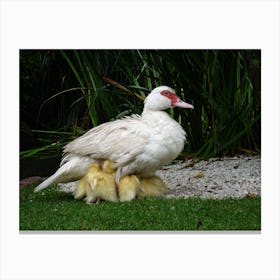 Mother Duck With Ducklings Canvas Print