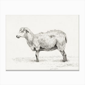 Standing Sheep, Jean Bernard Canvas Print