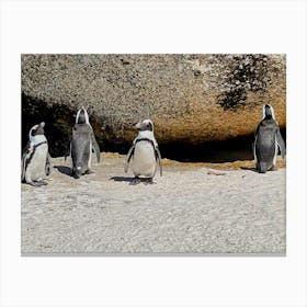 Penguins In Cape Town (Africa Series) 1 Canvas Print