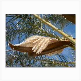 Flowering date palm in spring Canvas Print