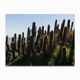 Cactus landscape Canvas Print