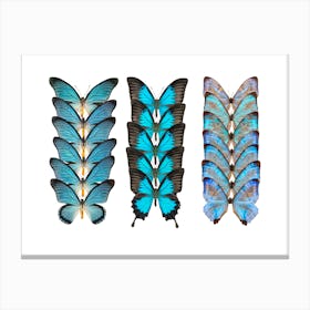 Collection Of 3 Rows Of Butterflies Canvas Print