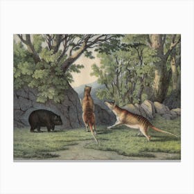 Vintage Kolb 6 Tafel 24 Tigerwolf Canvas Print