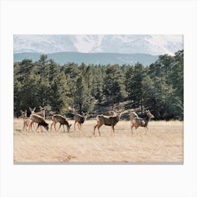 Mule Deer Herd Canvas Print