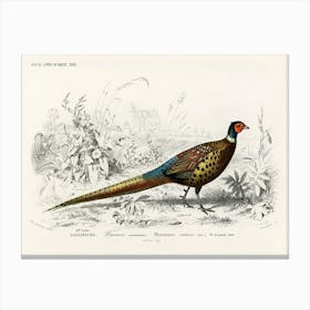Ring Neckrd Pheasant (Phasianus Colchicus), Charles Dessalines D'Orbigny Canvas Print