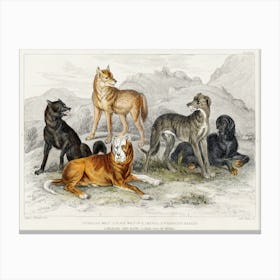 European Wolf, Black Wolf of North America, St.Bernard's Mastiff, Highland Greyhound, and Great Dog of Nepal, Oliver Goldsmith Canvas Print