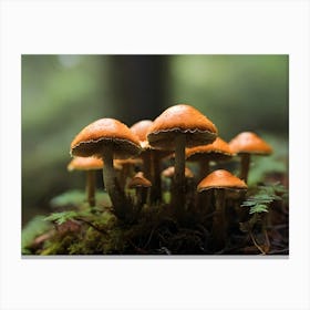 Mushrooms In Forest 01 Canvas Print