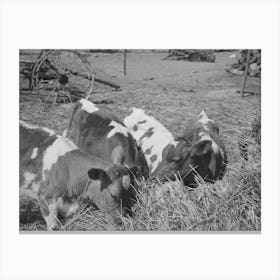 Untitled Photo, Possibly Related To Cattle On Farm Of Fsa (Farm Security Administration) Rehabilitation Borrower Canvas Print