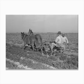 Loosening Carrots From Soil With Plow Before Pulling In Order To Prevent Breaking, Near Santa Maria, Texas By Canvas Print