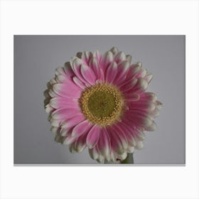 Chrysanthemum Canvas Print