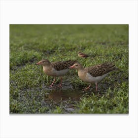 Sandhill Cranes 1 Canvas Print