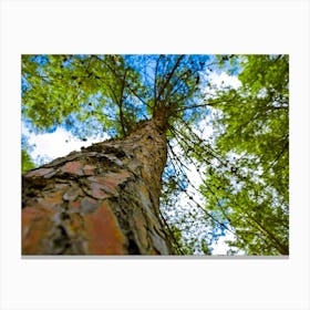 Tree From Below Canvas Print