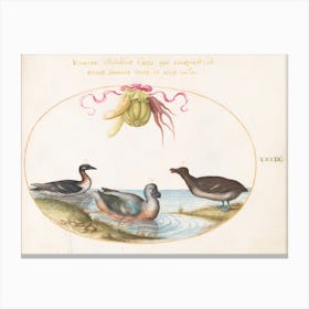 Animalia Volatilia Et Amphibia, Joris Hoefnagel (3) Canvas Print