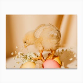 Easter Chick 7 Canvas Print