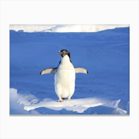 Penguin In Antarctica Canvas Print