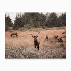 Arizona Elk Herd Canvas Print