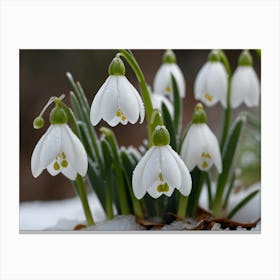 Snowdrops Canvas Print