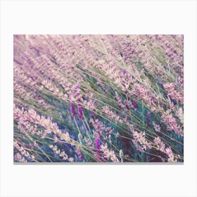 Lavender Flower Field Canvas Print