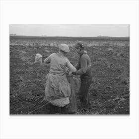 Untitled Photo, Possibly Related To Emptying Potatoes From Baskets Into Bags, Each Bag Takes Two Baskets An Canvas Print