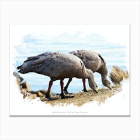 Wildlife Watching, The East Coast, Tasmania Canvas Print