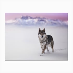 Snow Wolf Canvas Print