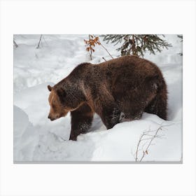 Bear Ready To Hibernate Canvas Print