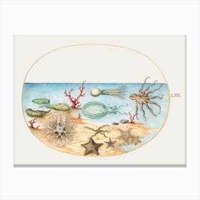 Sea Cucumbers, Coral, Octopus, Starfish, Squid And Other Sea Creatures (1575–1580), Joris Hoefnagel Canvas Print