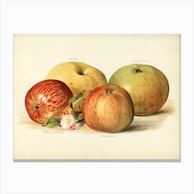 Vintage Illustration Of Apple, John Wright Canvas Print