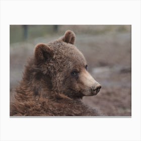 Muddy Nose Bear Canvas Print