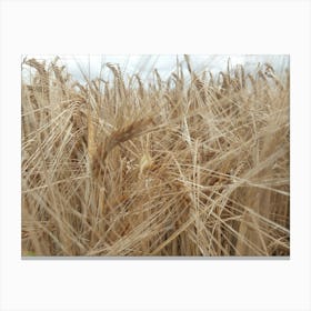 Field Of Wheat Canvas Print