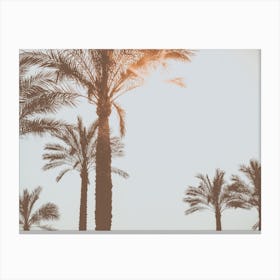 The Palmtrees In The Summer Sun Spain Travel Canvas Print