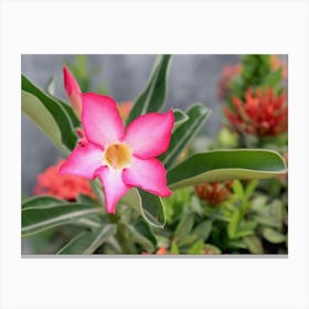 Pink Tropical Flower Canvas Print