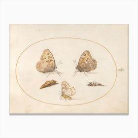 Three Butterflies And Two Chrysalides, Joris Hoefnagel Canvas Print