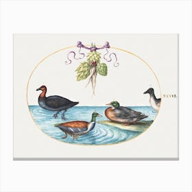Red Breasted Merganser, Shoveler, And Two Other Water Birds With Artichokes (1575–1580), Joris Hoefnagel Canvas Print