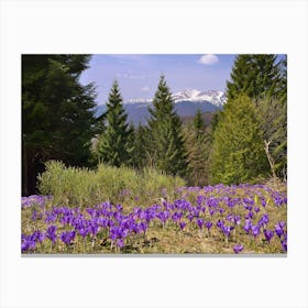 Crocus In The Mountains Canvas Print