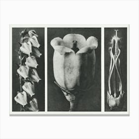 Pieris Floribunda, Karl Blossfeldt Canvas Print