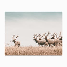 California Elk Herd Canvas Print