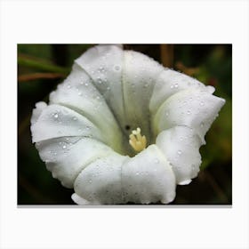 White Rain Flower (2010) Canvas Print