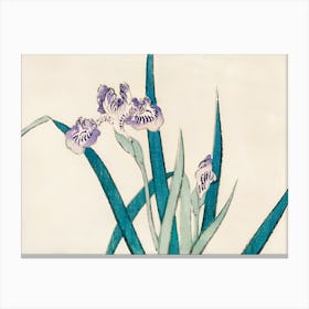 Asian Iris Canvas Print