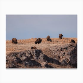 Bison Herd On Plateau Canvas Print