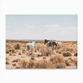 Wild Horses In Desert Canvas Print
