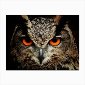 Owl Eyes Canvas Print