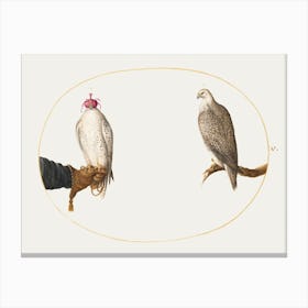 Hooded Falcon And Its Wild Counterpart (1575–1580), Joris Hoefnagel Canvas Print