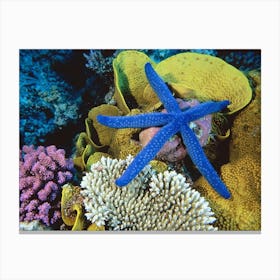 Blue Starfish On Coral Reef Canvas Print