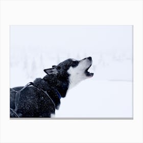 A husky howling in Norway Canvas Print