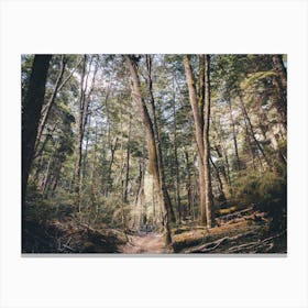 Patagonia Trail In The Forest Canvas Print
