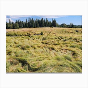 Grass hairs and nature Canvas Print
