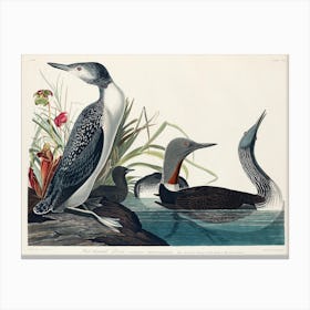 Red Throated Diver, Birds Of America, John James Audubon Canvas Print