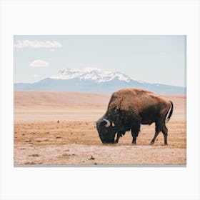 New Mexico Bison Canvas Print